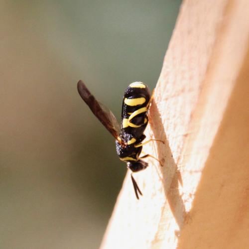 Leucospis sp.